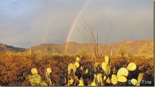 rainbow desert_018