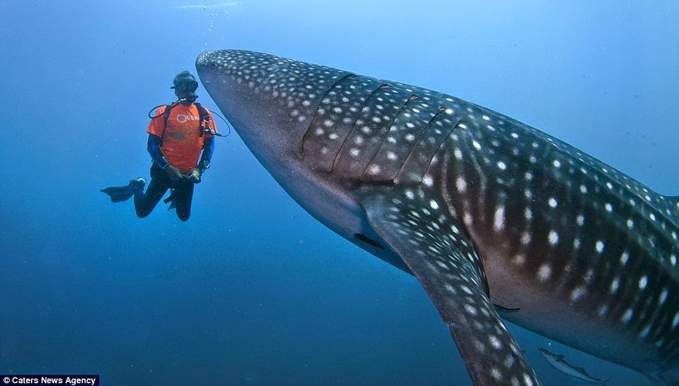 Muh danil kmd 10 Hewan  Terbesar di Dunia Penguasa  Laut