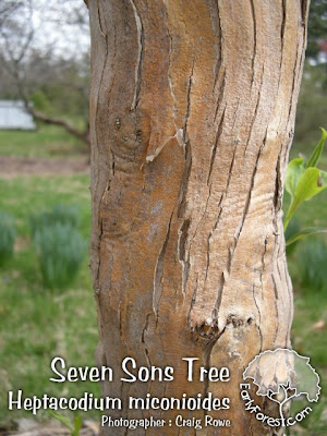 elm tree bark. Oakaspen tree scientific name