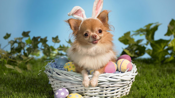 Uskrs besplatne pozadine za desktop 1366x768 slike čestitke blagdani free download Happy Easter