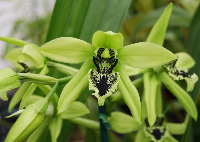 Alam Mengembang Jadi Guru Anggrek Hitam Coelogyne pandurata 