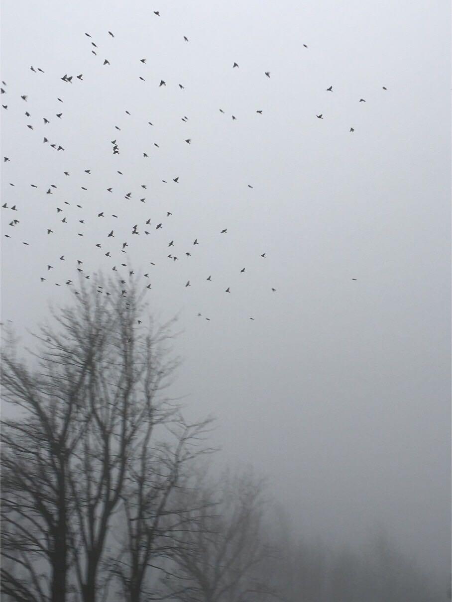 BloggerImage