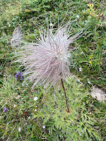 [Ranunculaceae] Anemone seed head