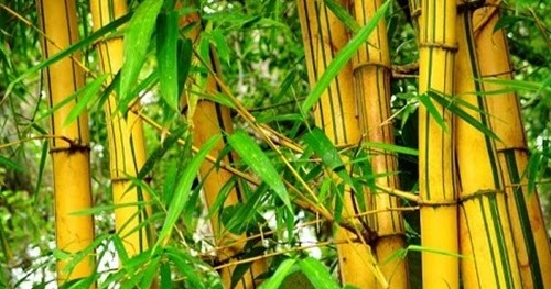Khasiat Daun Bambu Kuning