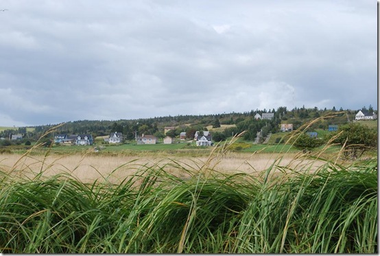 grasses