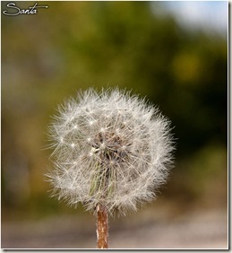 11102009-IMG_0207