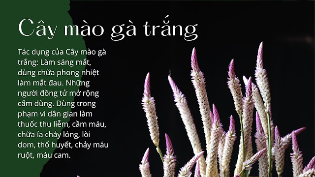 Cây mào gà trắng