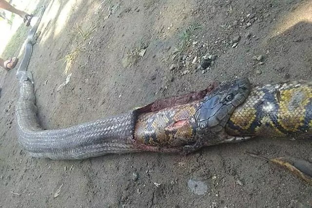 Moradores matam cobra gigante que estava comendo outra cobra