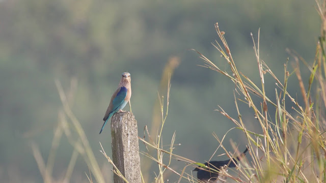 Indian roller (नीलकंठ) - Coracias benghalensis Sanjivini Nagar, Jabalpur