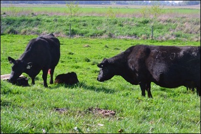 boss cow checkup
