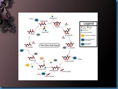 Slide24