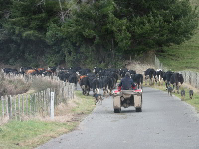 Carretera escénica Manawatu y valle Pohangina, Nueva Zelanda