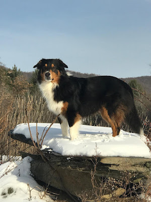 A tricolor English shepherd dog poses on a rock in a snowy landscape