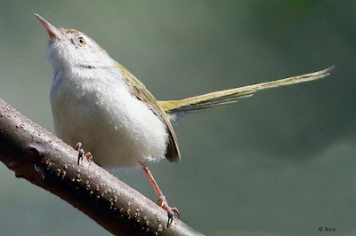 Common Tailorbird - Local resident