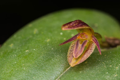 Pleurothallis matudana - Matuda's Bonnet orchid care and culture