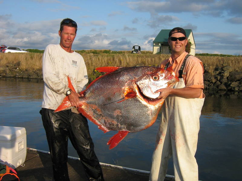 Big Fishes of the World: OPAH (Lampris guttatus)