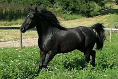 تفسير حلم رؤية الحصان الأسود في المنام لابن سيرين