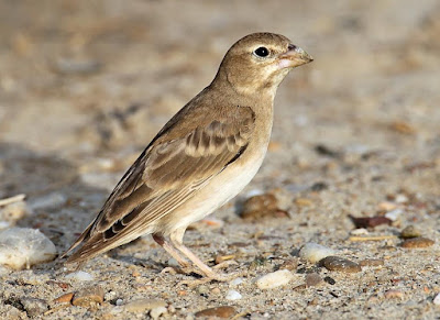 Carpospiza brachydactyla