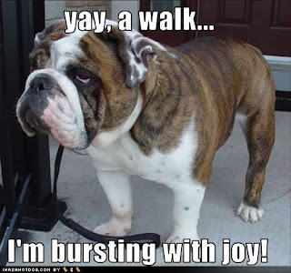 Dog Funny Picture