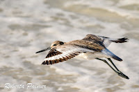 Willet in flight – Grayton State Park, FL – Mar. 28, 2018 – Roberta Palmer