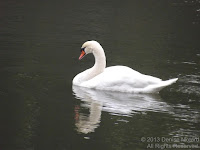 Mute swan on a pond, Imperial Palace Gardens, Tokyo - Denise Motard, Mar. 2013