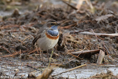 Cotxa blava (Luscinia svecica)