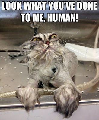 Wet cat says, look what you've done to me human!