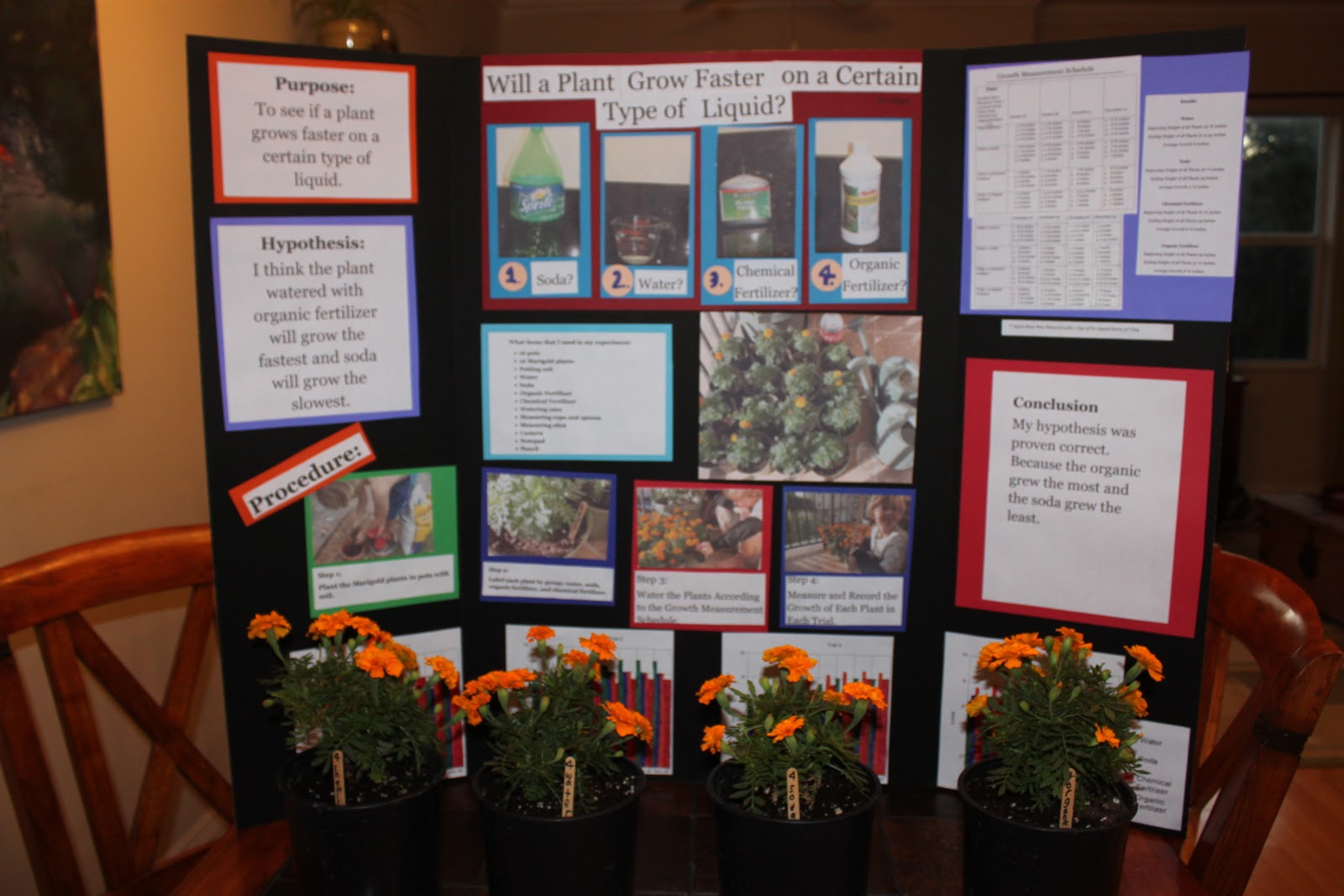 Plant Science Fair Projects
