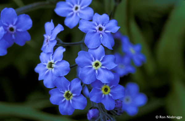 Forget-me-not - Photo Set