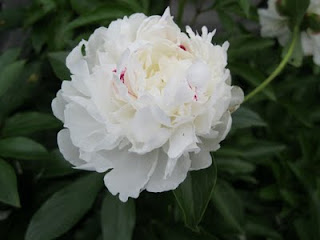 Festiva Maxima peony