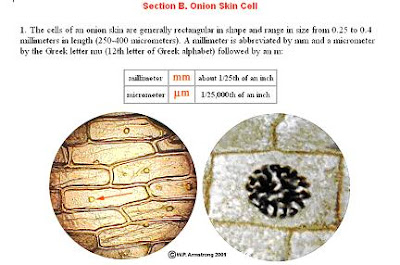 Biology Form 4 Animal Cell & Plant Cell | Peringatan Penting