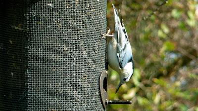 birds of Wisconsin