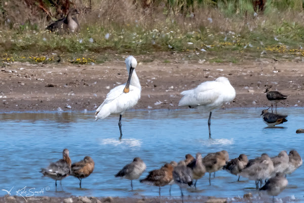 Spoonbill