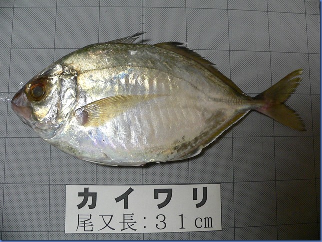 佐伯水産 平べったいアジって美味しいね