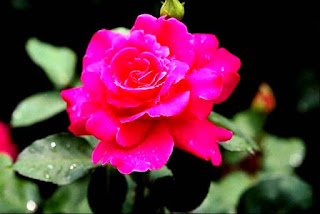 Gambar Bunga Mawar Yang Cantik Mempesona 200165_Pink Roses
