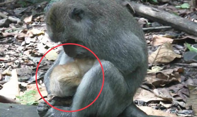 Monyet liar ini dilihat sedang memeluk sesuatu di dalam pelukannya dan anehnya biarpun berlainan spesies mereka kelihatan serasi bersama