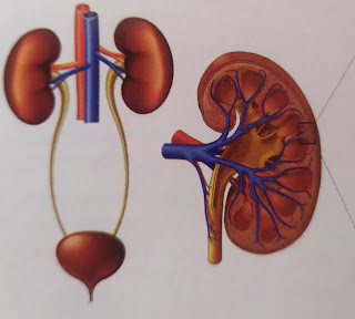 Kidney disease Ayurvedic medicine