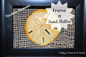 sand dollar, framed sand dollar, DIY wall art