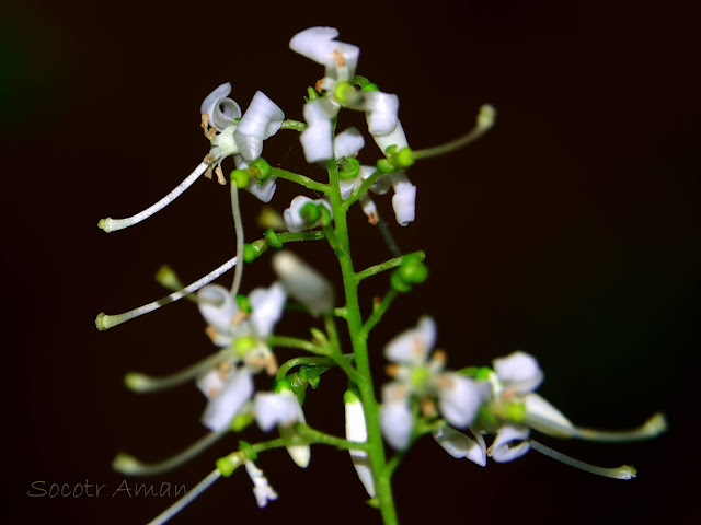 Elliottia paniculata