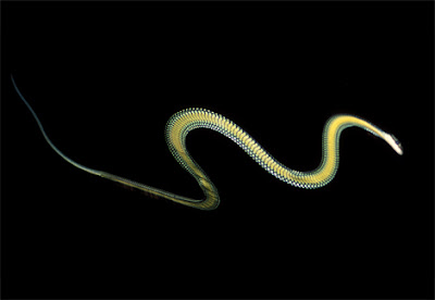 Fogonazos: Chrysopelea paradisi : The Flying Snake