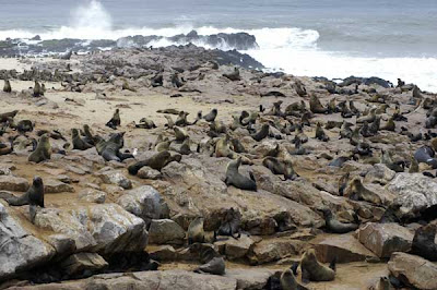 cape cross fur seals or Arctocephalus pusillus