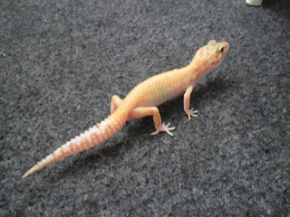 gecko monster7-jual