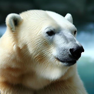 Polar Bear look quietly