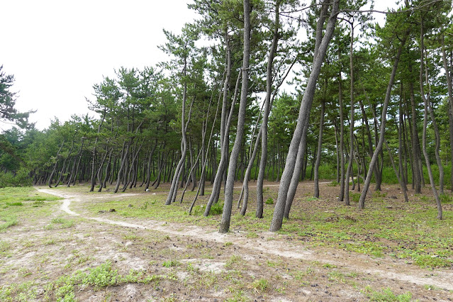 鳥取県米子市河崎　松林