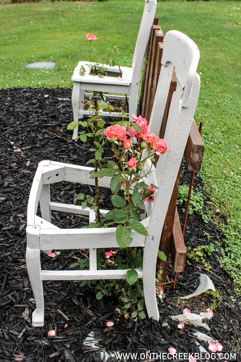 Climbing Roses in chairs | On The Creek Blog