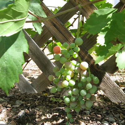 Grapes, Santa Fe, New Mexico