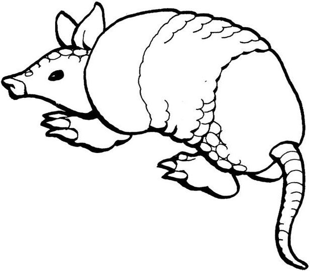 beautiful animals coloring page