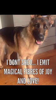 Dog Humor : I Dont Shed