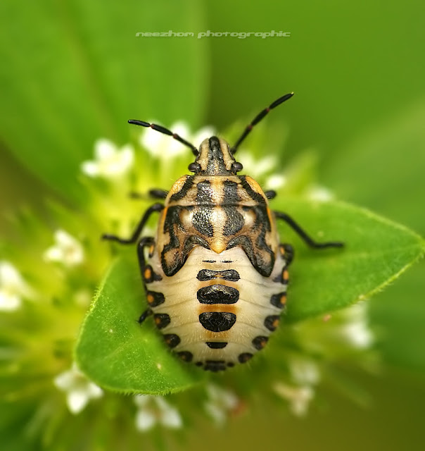 Yellow cream black Harlequin bug