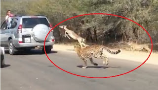 venado salta y se mete a una camioneta perseguido por chitas